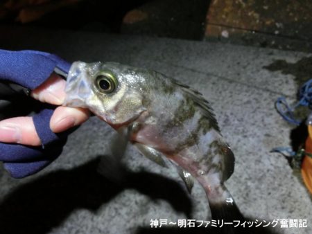 激寒の中何とかメバル