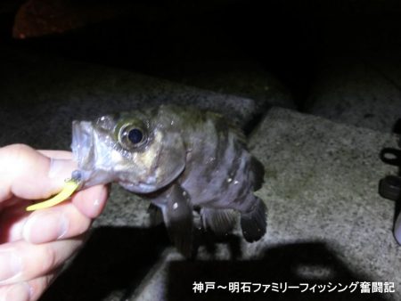 あたたかメバリング