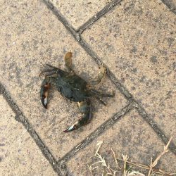 武豊緑地は平和