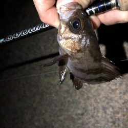 久々メバリング