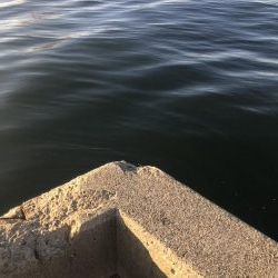 まだタチウオおるで