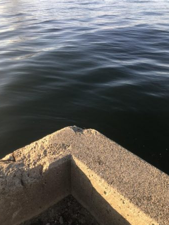 まだタチウオおるで