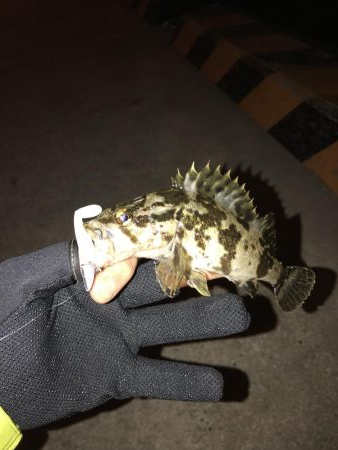 ライトワインド楽しい〜!