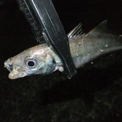 タチウオにおびえてる？