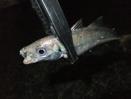 タチウオにおびえてる？