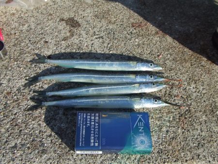 久々のサヨリ釣行