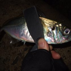 シーズン終了間近のアジング＆メバリング