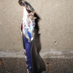 シーバス狙いで淀川に出撃。