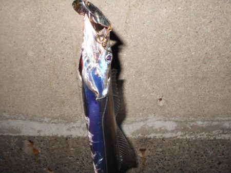 シーバス狙いで淀川に出撃。