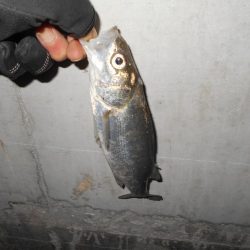 ラスト釣行はチーバスの入れ食いで…。