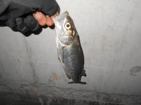 ラスト釣行はチーバスの入れ食いで…。