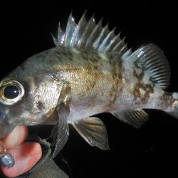 アラレ降ってきました