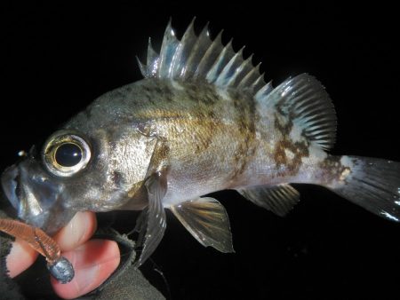 アラレ降ってきました