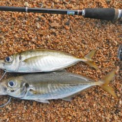 ワームを投げると…