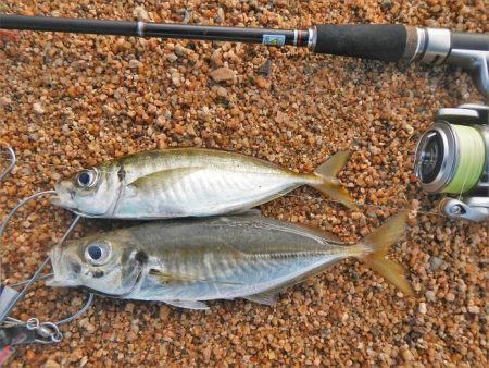 ワームを投げると…