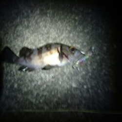 今日もちょこっと