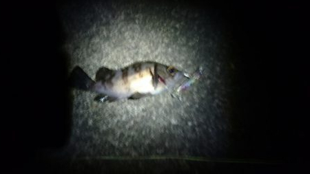 今日もちょこっと