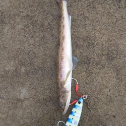 いつもの釣り場にて