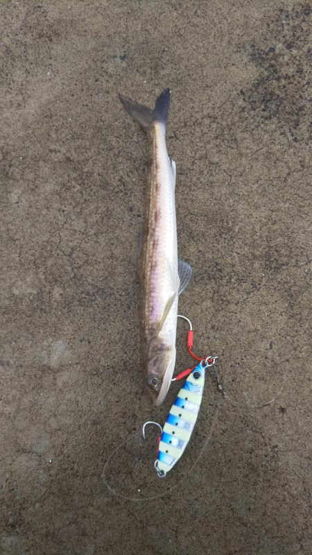 いつもの釣り場にて