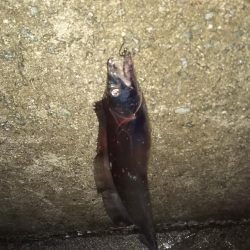 誘いと深めのタナでまだいける!