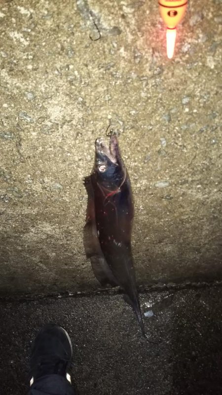 誘いと深めのタナでまだいける!