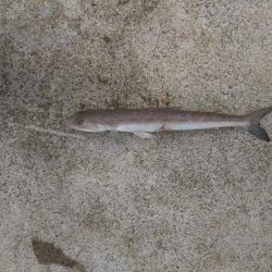 サゴシねらいでまさかの