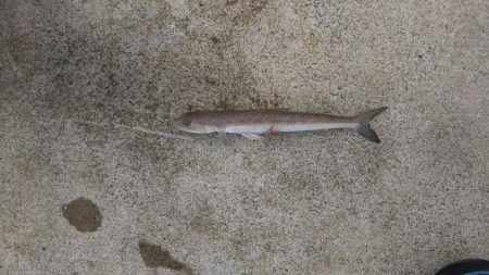 サゴシねらいでまさかの