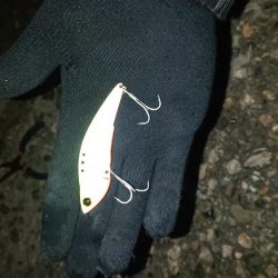 ハマチきたー。