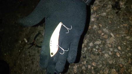 ハマチきたー。