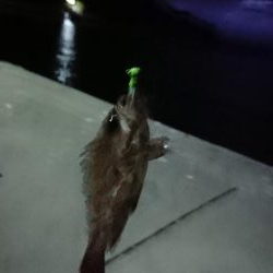 ダイソー メバリング