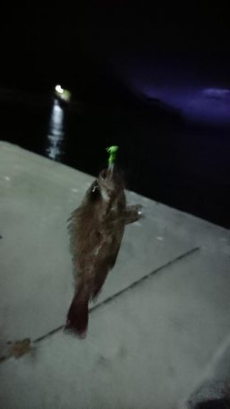 ダイソー メバリング