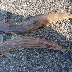 ライトショアジギング