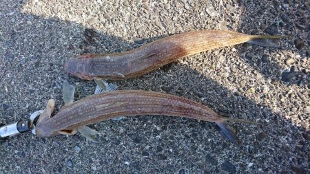 ライトショアジギング