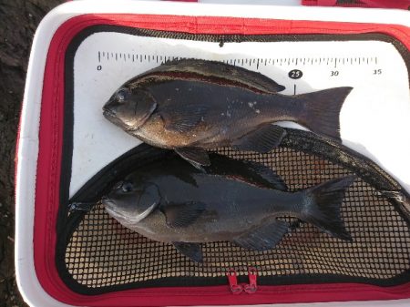 方座浦でグレ釣り