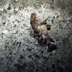 メバルとガシラ