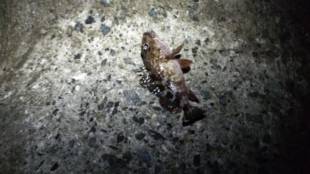 メバルとガシラ