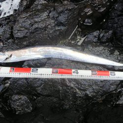 チヌ、シーバス、太刀魚、ヒラメ