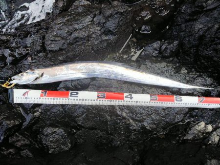 チヌ、シーバス、太刀魚、ヒラメ