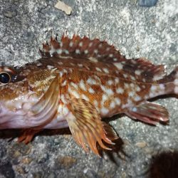 エギングがダメでしたので…