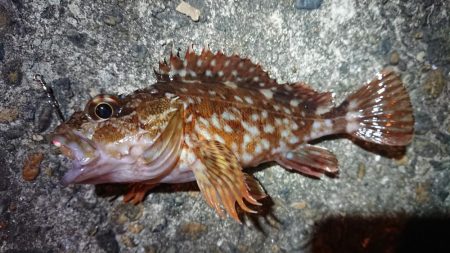 エギングがダメでしたので…