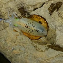 アオリイカを求めて