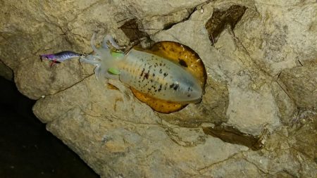 アオリイカを求めて