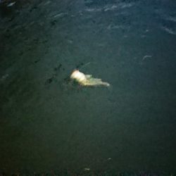 朝練下げ止まり前に何とか一本