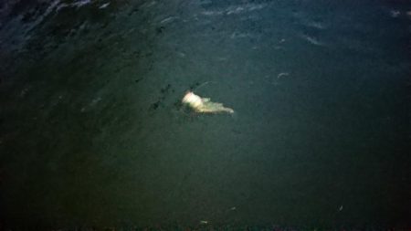 朝練下げ止まり前に何とか一本