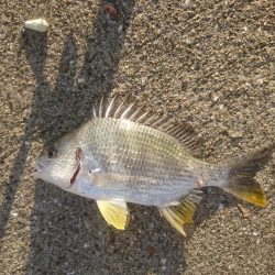 カレイ狙いでしたが…