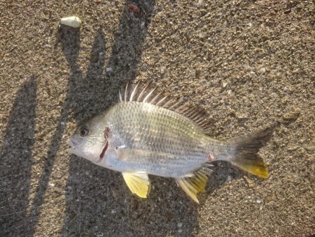 カレイ狙いでしたが…