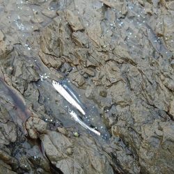 アジのナブラにつっこんでみた