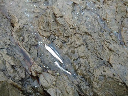 アジのナブラにつっこんでみた