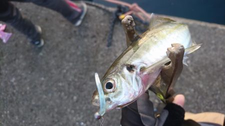 釣り納めアジング