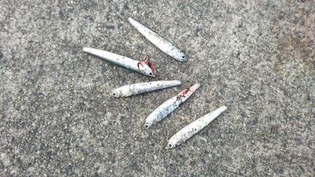 アジングサビキでアジとサバとイワシ